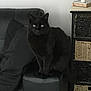 black_cat, cat, pet, indoor, sofa, cushion, wicker_basket, furniture, domestic, animal, mammal, sitting, eyes, face, whiskers, tail, cozy, home, resting, feline