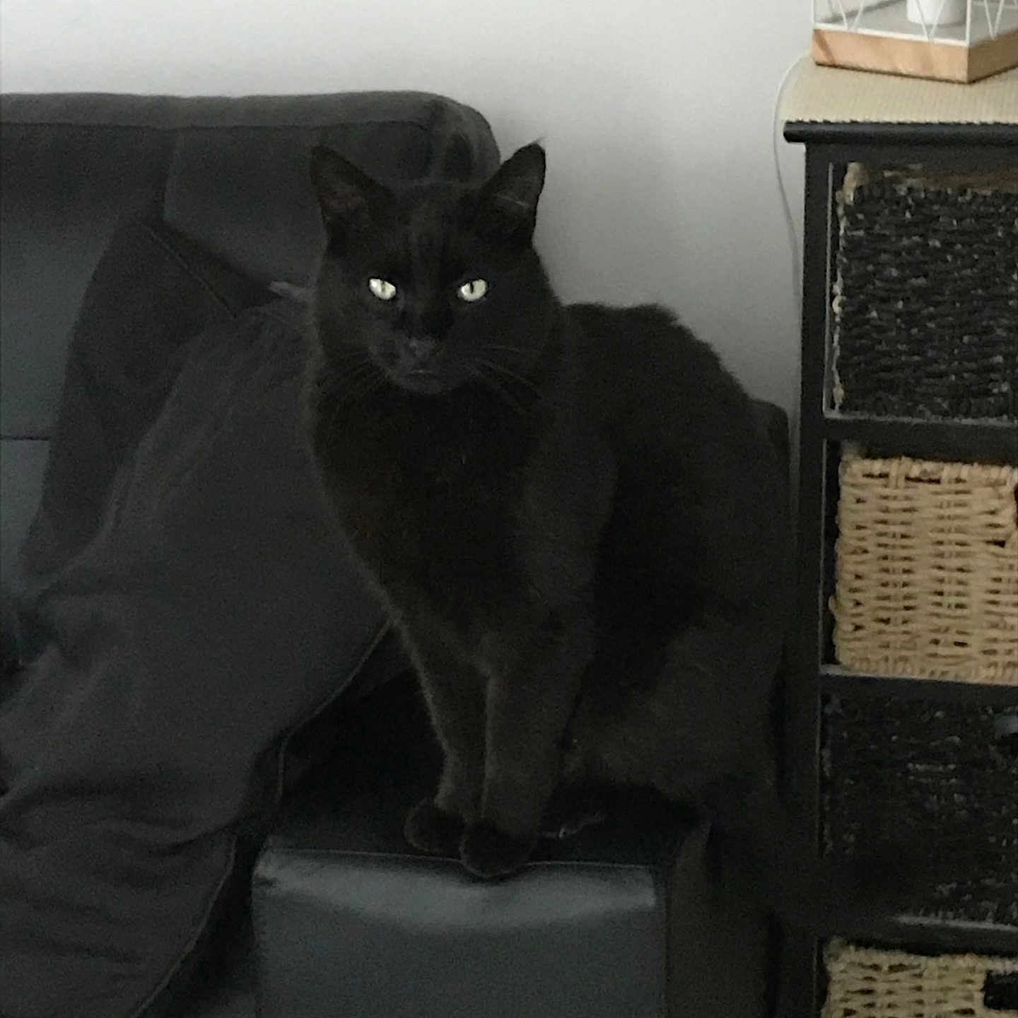 Espion a rejoint le concours — aidez-le/la à gagner de superbes lots ! animal, black_cat, cat, cozy, cushion, domestic, eyes, face, feline, furniture, home, indoor, mammal, pet, resting, sitting, sofa, tail, whiskers, wicker_basket