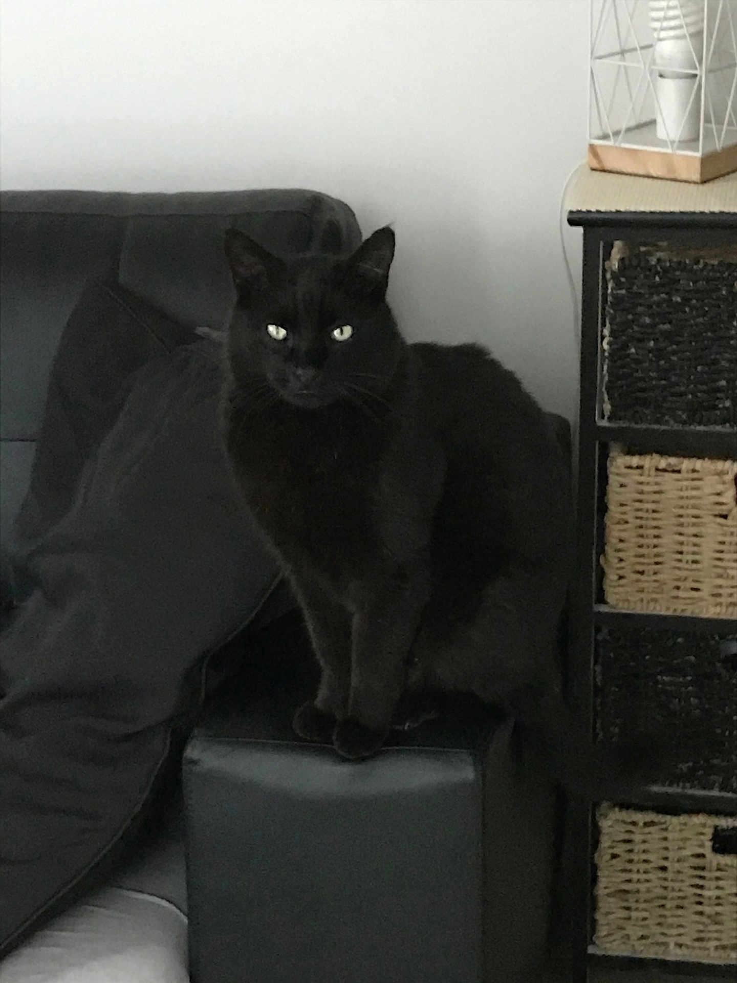 Espion a rejoint le concours — aidez-le/la à gagner de superbes lots ! black_cat, cat, pet, indoor, sofa, cushion, wicker_basket, furniture, domestic, animal, mammal, sitting, eyes, face, whiskers, tail, cozy, home, resting, feline