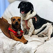 Reymaxine is registered to the contest to win money with this photo: accessories, animal, beagle, blanket, boxer, bulldog, canine, couch, cushion, dog, furniture, homedecor, hound, indoors, labradorretriever, linen, pet, pointer, puppy, strap