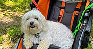 Willow joined the competition — help win amazing prizes! dog, small_dog, white_fur, fluffy, curly_fur, pet, stroller, outdoor, forest, woodland, nature, greenery, leash, collar, sitting, relaxed, portrait, animal, sunlight, trail