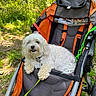 dog, small_dog, white_fur, fluffy, curly_fur, pet, stroller, outdoor, forest, woodland, nature, greenery, leash, collar, sitting, relaxed, portrait, animal, sunlight, trail