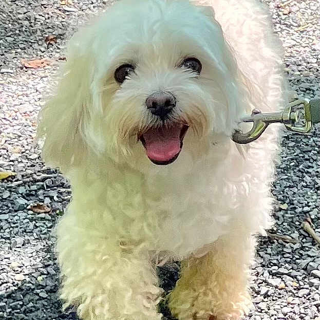 Willow