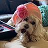 Willow joined the competition — help win amazing prizes! dog, small_dog, fluffy, white_fur, knit_hat, pink_hat, winter_clothing, pet, canine, toy, chewing, open_mouth, black_nose, dark_eyes, portrait, close_up, indoors, couch, blanket, cute