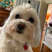 Willow is registered to the contest to win money with this photo: dog, white_dog, fluffy, long_hair, pet, portrait, close_up, face, eyes, nose, collar, heart_tag, indoors, home, curtains, dresser, chair, dining_room, wood_floor, cute