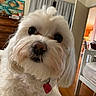 dog, white_dog, fluffy, long_hair, pet, portrait, close_up, face, eyes, nose, collar, heart_tag, indoors, home, curtains, dresser, chair, dining_room, wood_floor, cute