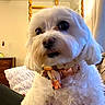 Willow is registered to the contest to win money with this photo: dog, white_dog, fluffy, small_dog, pet, canine, portrait, close_up, face, eyes, nose, fur, long_hair, collar, indoors, bedroom, bed, dresser, curtains, cozy