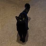 black_cat, cat, pet, indoor, carpet, hallway, door, animal, feline, yellow_eyes, curious, standing, looking_up, domestic_cat, fur, tail, ears, whiskers, home_interior, shadow