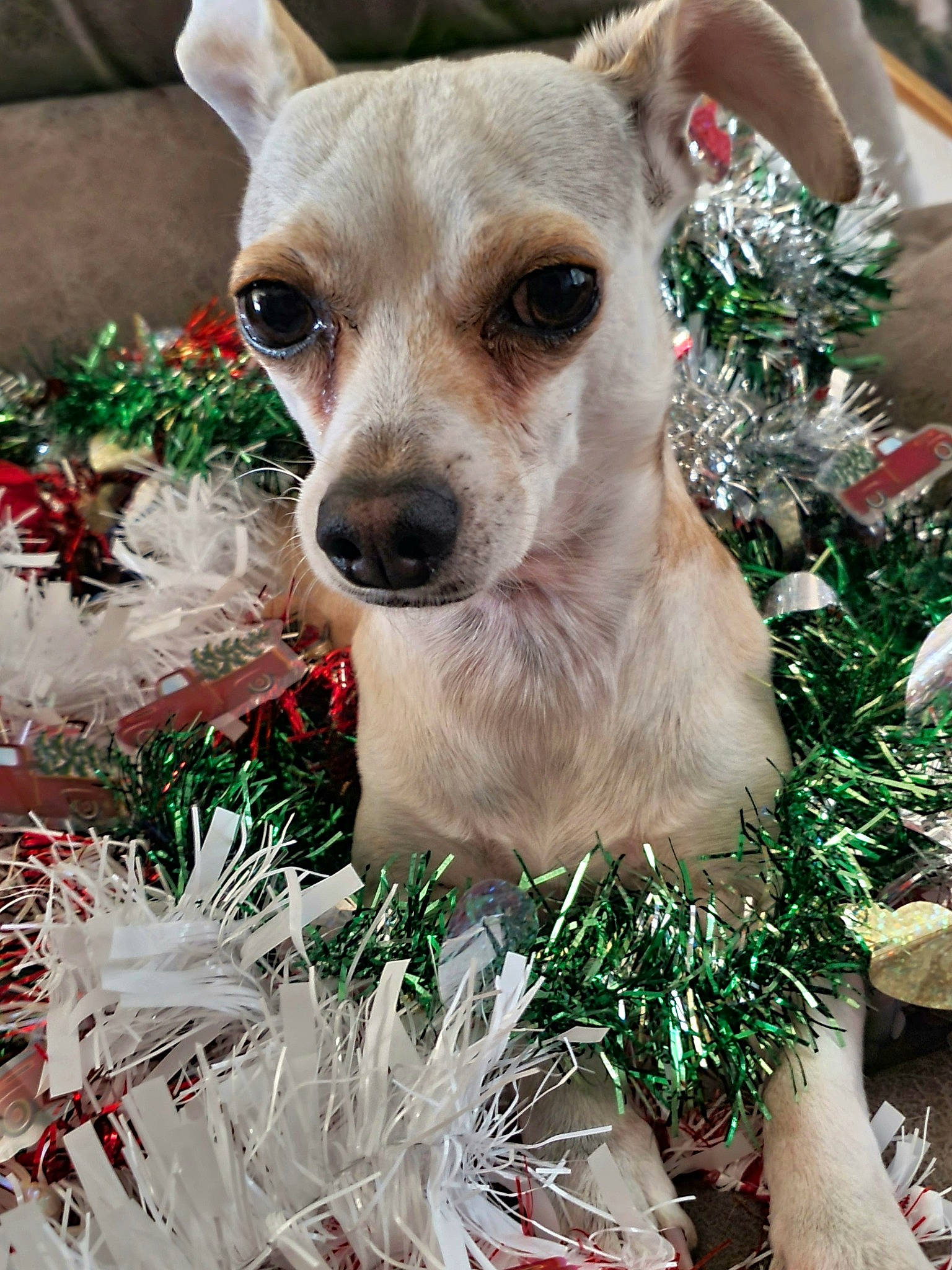 Gizmo is registered to the contest to win money with this photo: carnivore, chihuahua, christmas, christmas_decoration, christmas_eve, christmas_ornament, companion_dog, dog, dog_breed, event, fur, grass, happy, holiday, ornament, plant, snout, sporting_group, toy_dog, whiskers