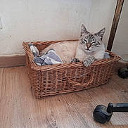 Aramis participe au concours pour gagner de l'argent avec cette photo : animal, basket, brown, cat, chair_wheel, comfort, cozy, feline, floor, home, indoor, pet, quiet, relaxed, resting, sleepy, texture, towel, wall, wooden_floor