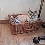 animal, basket, brown, cat, chair_wheel, comfort, cozy, feline, floor, home, indoor, pet, quiet, relaxed, resting, sleepy, texture, towel, wall, wooden_floor