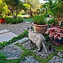 Aramis a rejoint le concours — aidez-le/la à gagner de superbes lots ! animal, cat, daylight, flowers, foliage, garden, grass, greenery, leaves, nature, outdoor, peaceful, pet, plants, potted_plants, shrub, stone_path, sunlight, tree, walking