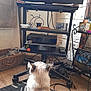 Aramis participe au concours pour gagner de l'argent avec cette photo : black, box, cable, cat, decor, electronics, furniture, indoor, metal_stand, pattern, person_leg, pet, remote_control, rug, tattoo, television, watching, white, wicker_basket, wooden_floor