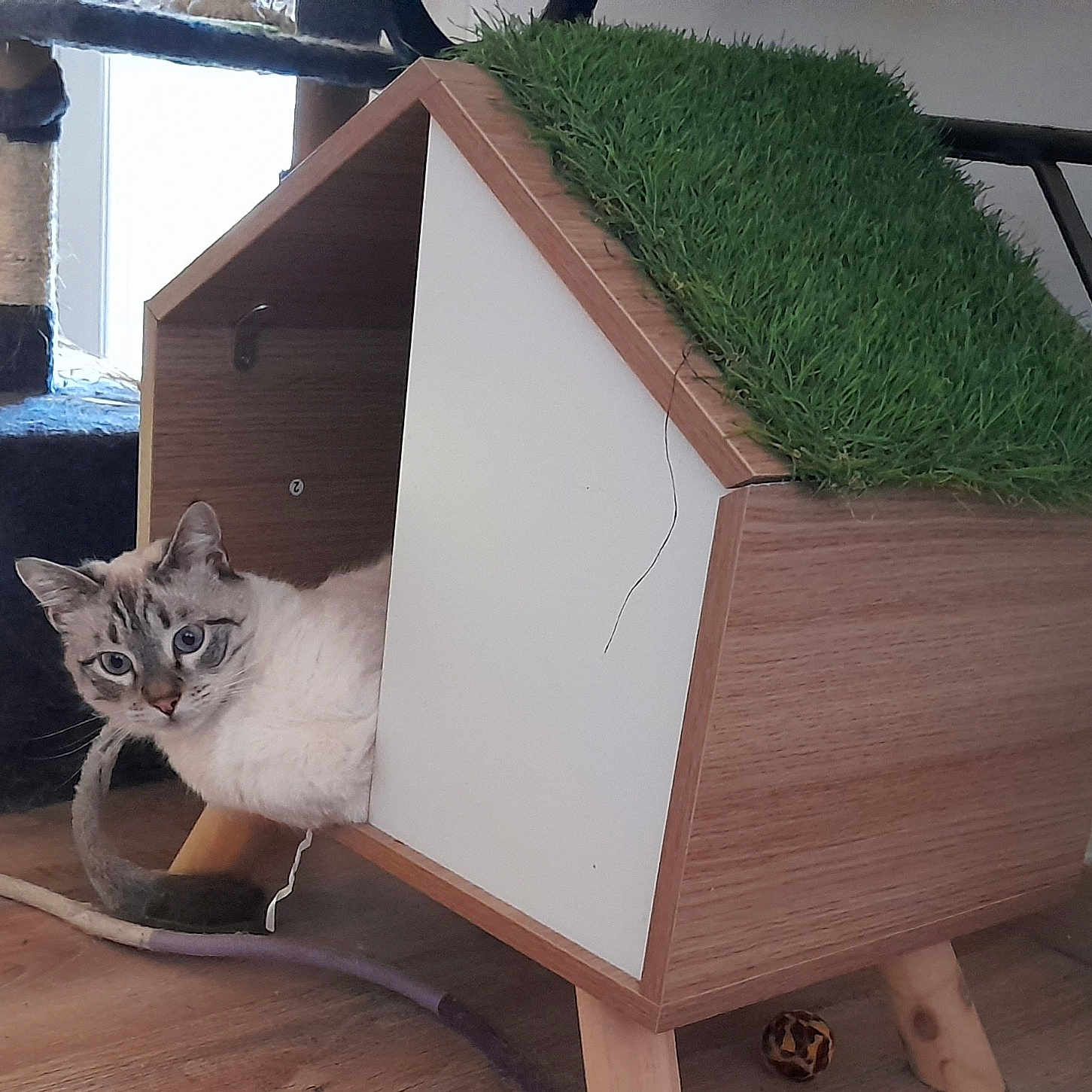Aramis participe au concours pour gagner de l'argent avec cette photo : animal, ball, cat, den, doghouse, football, hardwood, indoors, jar, kennel, kitten, pet, plant, planter, plywood, pottedplant, soccer, soccerball, sport, wood