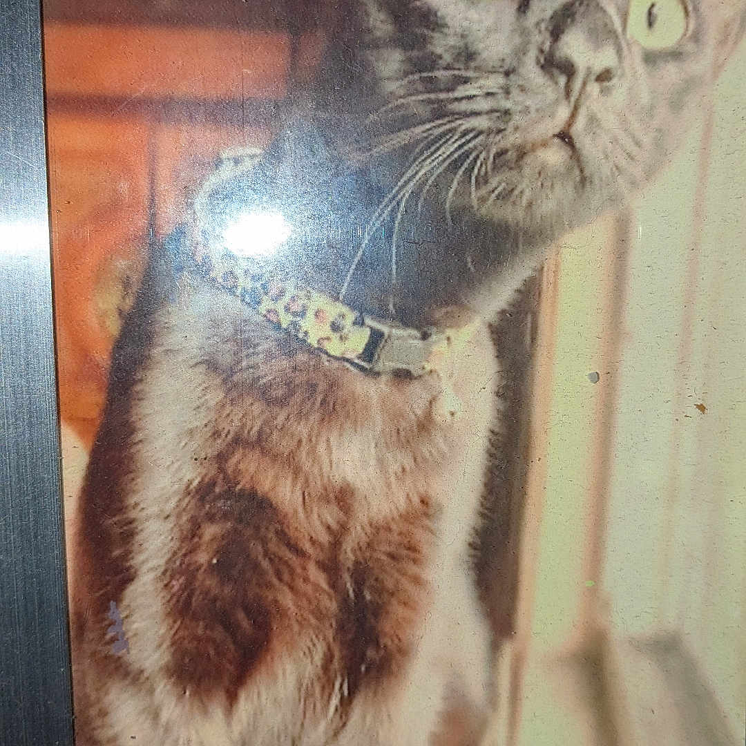 Sir