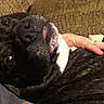 Diamond is registered to the contest to win money with this photo: dog, black_and_white, pet, animal, couch, sofa, indoor, home, relaxed, lying_down, upside_down, close_up, portrait, fur, floppy_ears, nose, eyes, human_hand, cuddling, cozy