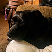 Diamond joined the competition — help win amazing prizes! dog, black_dog, pet, animal, couch, blanket, white_blanket, living_room, indoors, portrait, close_up, lying_down, resting, side_eye, serious, dark_fur, brown_eyes, cozy, furniture, home
