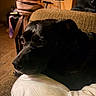 dog, black_dog, pet, animal, couch, blanket, white_blanket, living_room, indoors, portrait, close_up, lying_down, resting, side_eye, serious, dark_fur, brown_eyes, cozy, furniture, home