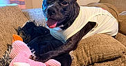 Diamond joined the competition — help win amazing prizes! dog, pet, black_dog, portrait, sitting, couch, blanket, plush_toy, pink_toy, chicken_toy, shirt, bow, indoors, living_room, furniture, soft_lighting, happy, tongue_out, black_fur, companion