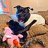 dog, pet, black_dog, portrait, sitting, couch, blanket, plush_toy, pink_toy, chicken_toy, shirt, bow, indoors, living_room, furniture, soft_lighting, happy, tongue_out, black_fur, companion