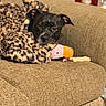 Diamond is registered to the contest to win money with this photo: dog, puppy, pet, animal, face, eyes, ears, black_fur, white_marking, sleepy, couch, sofa, blanket, leopard_print, toy, squeaky_toy, living_room, indoor, cozy, portrait