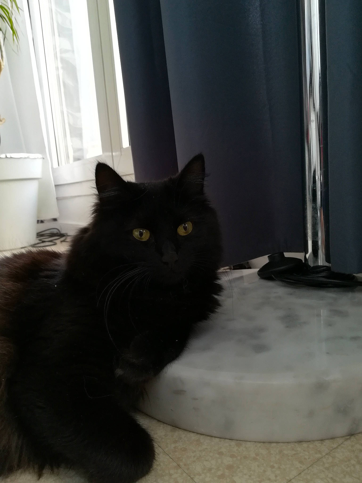 Prunelle a rejoint le concours — aidez-le/la à gagner de superbes lots ! black, black_cat, bombay, british_semi_longhair, carnivore, cat, domestic_long_haired_cat, domestic_short_haired_cat, eye, felidae, floor, fur, kitten, mammal, norwegian_forest_cat, persian, polydactyl_cat, small_to_medium_sized_cats, tail, whiskers