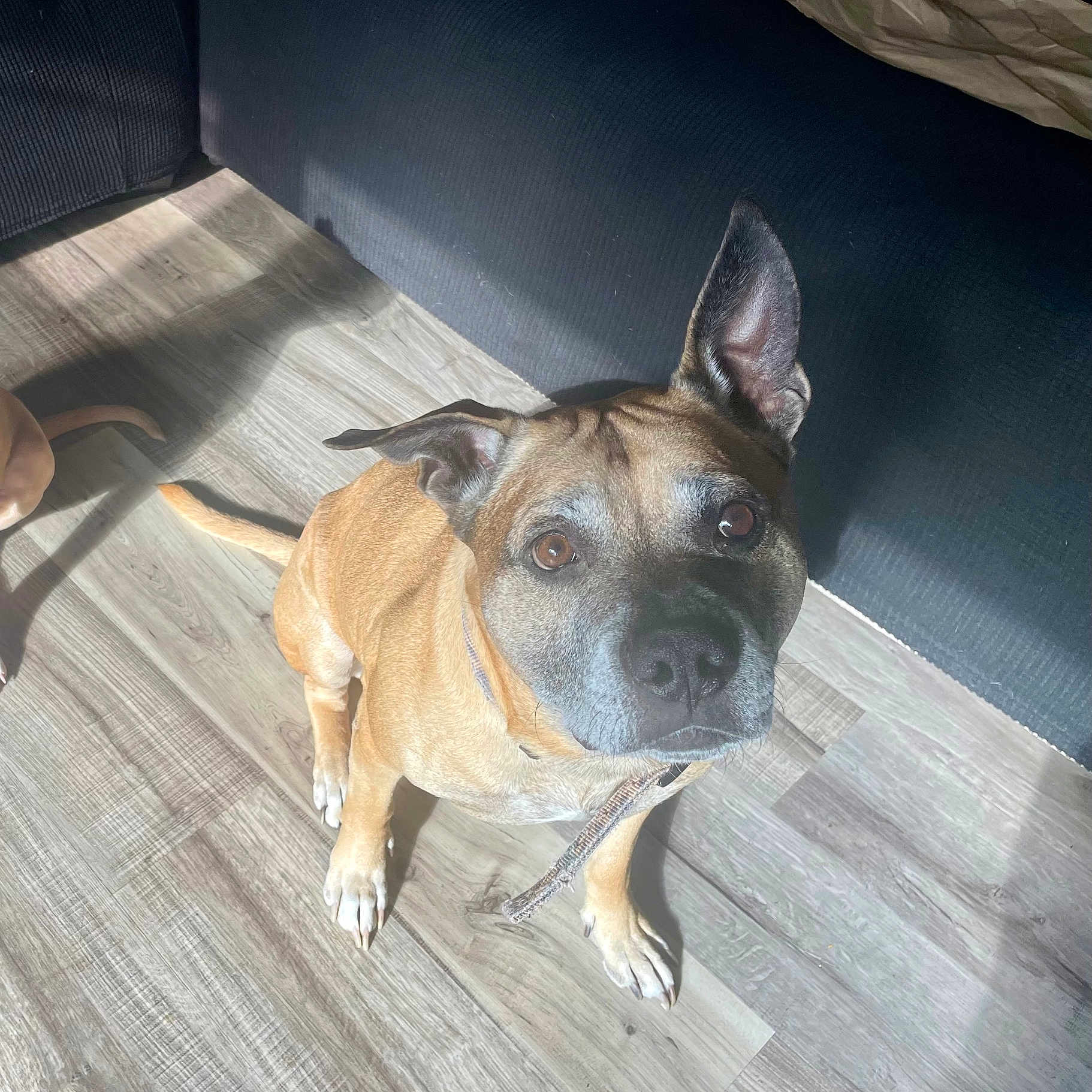 Tito joined the competition — help win amazing prizes! animal, bostonbull, boxer, bulldog, canine, dog, dogbed, frenchbulldog, hardwood, hound, indoors, interiordesign, person, pet, pitbull, plywood, puppy, snout, stainedwood, wood