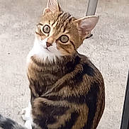 Belle a rejoint le concours — aidez-le/la à gagner de superbes lots ! animal, background, cat, concrete, curious, cute, domestic, ears, eyes, feline, fur, head_tilt, outdoor, pet, sitting, striped, tabby, tail, whiskers, young