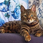 Magali Mérard participe au concours pour gagner de l'argent avec cette photo : cat, tabby, pet, animal, feline, portrait, sitting, lying_down, sofa, couch, cushion, floral, blue, brown, striped, whiskers, green_eyes, paws, indoors, relaxed