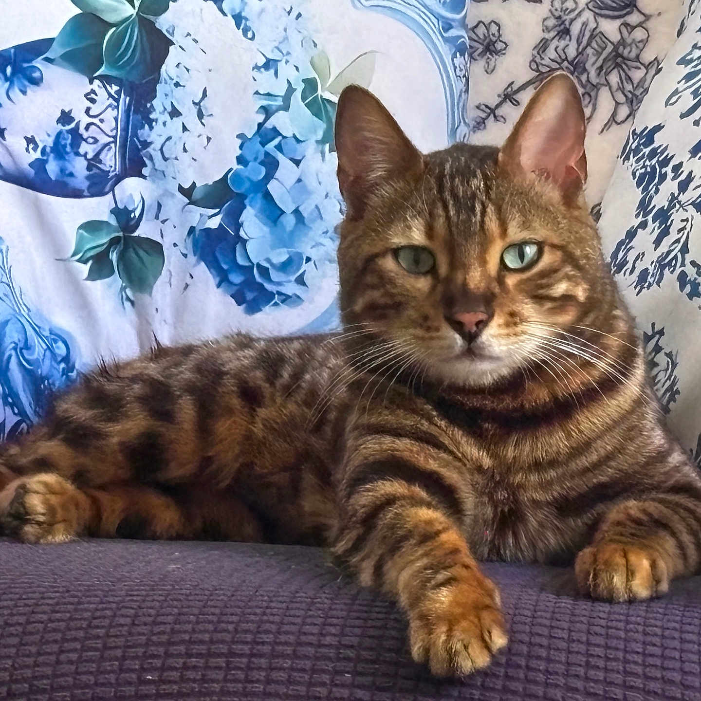 Magali Mérard participe au concours pour gagner de l'argent avec cette photo : cat, tabby, pet, animal, feline, portrait, sitting, lying_down, sofa, couch, cushion, floral, blue, brown, striped, whiskers, green_eyes, paws, indoors, relaxed