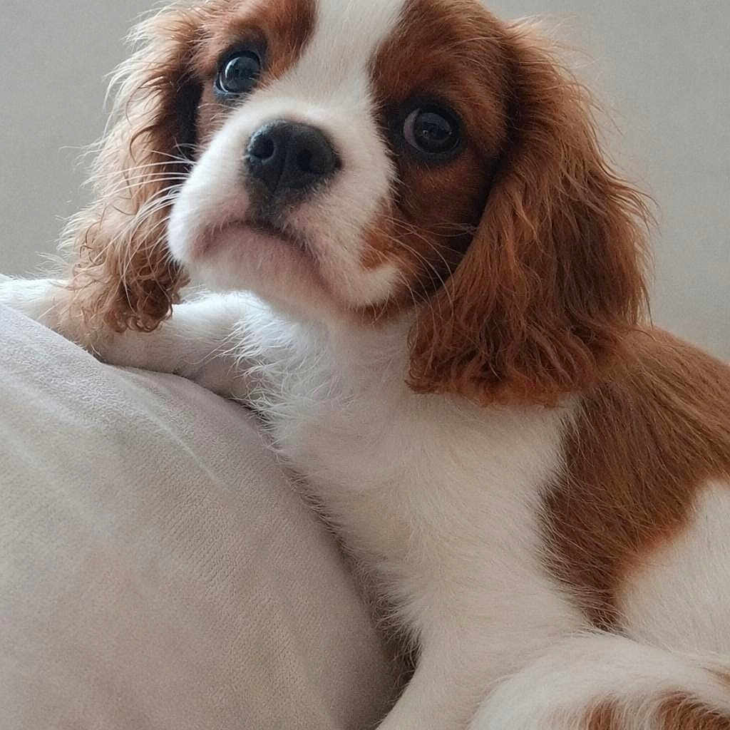 Bowie