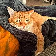 Pretty Boy Skeeter joined the competition — help win amazing prizes! cat, orange_cat, tabby, pet, indoor, blanket, cozy, relaxed, furniture, couch, paw, fur, resting, home, comfort, warm_lighting, closeup, animal, cute, sleepy