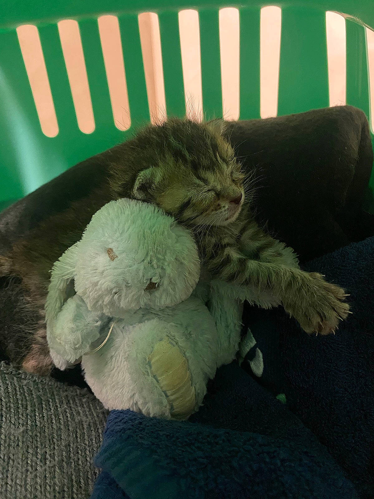 Kaya a rejoint le concours — aidez-le/la à gagner de superbes lots ! baby_toys, comfort, fiber, font, fur, knitting, linens, plush, stuffed_toy, teddy_bear, thread, thumbs_signal, toy, wool, woolen