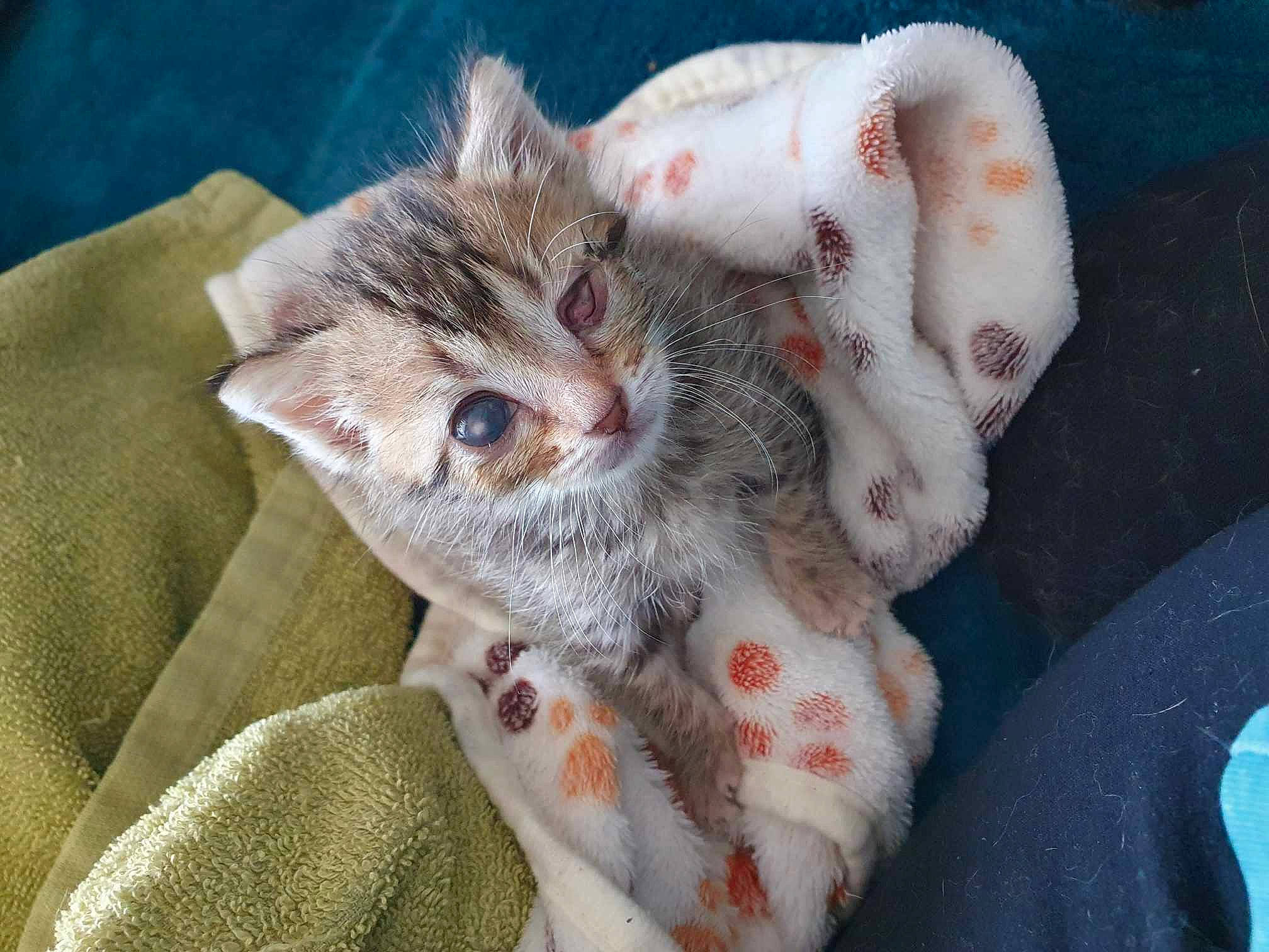 Kaya participe au concours pour gagner de l'argent avec cette photo : carnivore, cat, claw, comfort, domestic_short_haired_cat, fawn, felidae, fur, linens, nail, pattern, paw, plant, small_to_medium_sized_cats, snout, tail, whiskers