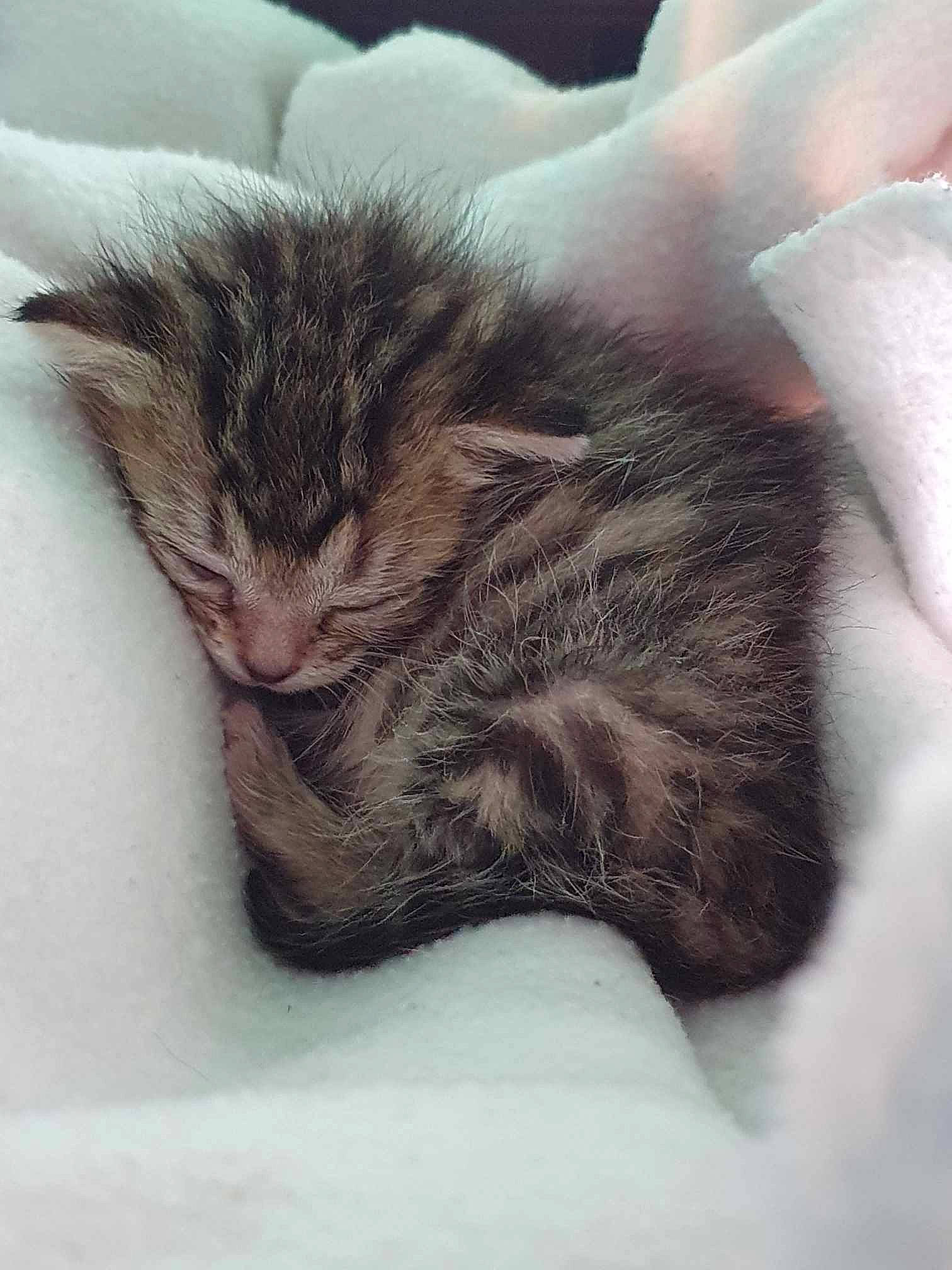 Kaya participe au concours pour gagner de l'argent avec cette photo : carnivore, cat, claw, close_up, cloud, comfort, domestic_short_haired_cat, felidae, fur, gesture, grey, leg, nap, paw, sleep, small_to_medium_sized_cats, snout, tail, terrestrial_animal, whiskers