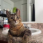 Arlo is registered to the contest to win money with this photo: animal, appliance, bathroom, cat, closeup, countertop, curious, domestic_animal, ears, eyes, feline, fur, home, indoor, marble, pet, relaxed, sink, tabby_cat, whiskers