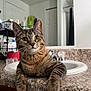 animal, appliance, bathroom, cat, closeup, countertop, curious, domestic_animal, ears, eyes, feline, fur, home, indoor, marble, pet, relaxed, sink, tabby_cat, whiskers
