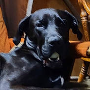 Loki Aka Walnut is registered to the contest to win money with this photo: dog, black_dog, indoor, wooden_chair, furniture, pet, animal, canine, relaxed, lying_down, mouth_open, chewing, cozy, vintage, grainy, blurred, brown, black, closeup, companion