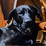 dog, black_dog, indoor, wooden_chair, furniture, pet, animal, canine, relaxed, lying_down, mouth_open, chewing, cozy, vintage, grainy, blurred, brown, black, closeup, companion