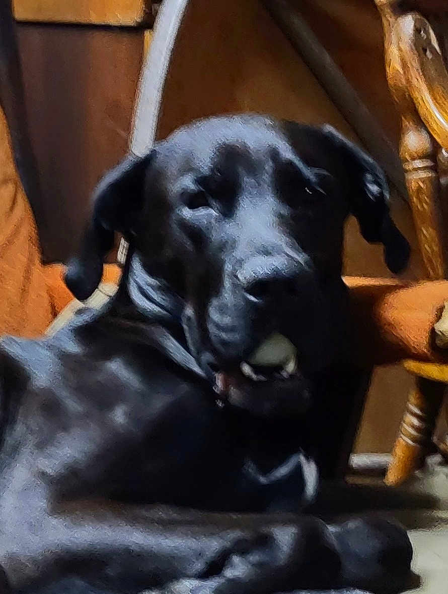 Loki Aka Walnut is registered to the contest to win money with this photo: dog, black_dog, indoor, wooden_chair, furniture, pet, animal, canine, relaxed, lying_down, mouth_open, chewing, cozy, vintage, grainy, blurred, brown, black, closeup, companion