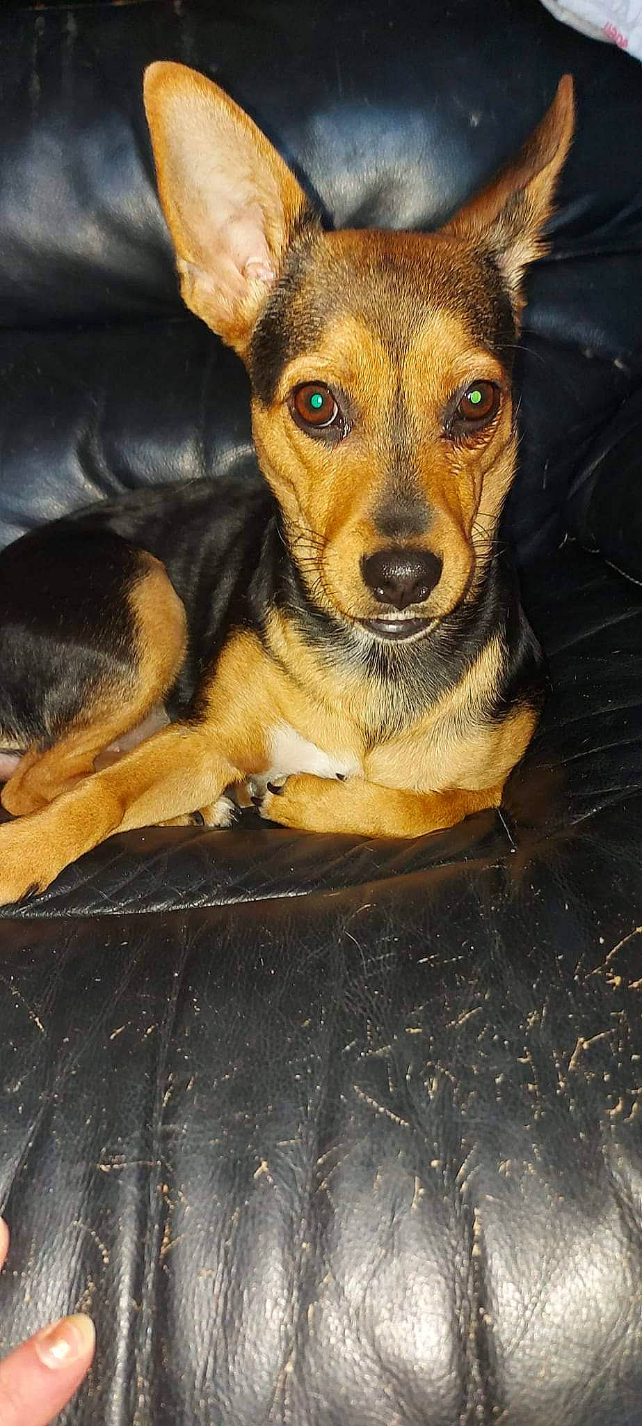 Lina participe au concours pour gagner de l'argent avec cette photo : canidae, carnivore, companion_dog, dog, dog_breed, ear, fur, terrestrial_animal, whiskers