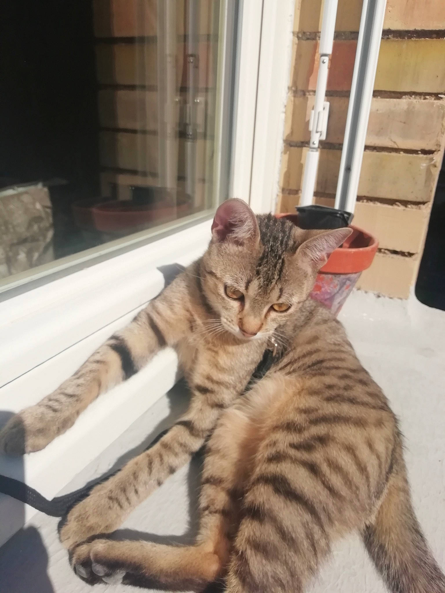 Noussa a rejoint le concours — aidez-le/la à gagner de superbes lots ! american_shorthair, asian, california_spangled, carnivore, cat, domestic_short_haired_cat, dragon_li, egyptian_mau, european_shorthair, felidae, kitten, mammal, ocicat, pixie_bob, small_to_medium_sized_cats, sokoke, tabby_cat, toyger, vertebrate, whiskers