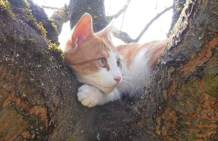 Caramel participe au concours pour gagner de l'argent avec cette photo : carnivore, cat, domestic_short_haired_cat, eye, fawn, felidae, fur, grass, sky, small_to_medium_sized_cats, snout, tail, terrestrial_animal, tree, trunk, whiskers, wilderness, wildlife, wood