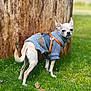 Ori is registered to the contest to win money with this photo: dog, small_dog, chihuahua, sweater, harness, leash, grass, tree_stump, outdoor, pet, animal, canine, nature, greenery, cute, fur, standing, looking_back, daylight, park