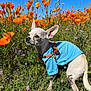dog, chihuahua, blue_shirt, orange_flowers, wildflowers, greenery, outdoor, nature, sunny, daylight, grass, small_dog, animal, pet, field, flora, canine, cute, colorful, sky