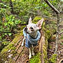 dog, small_dog, chihuahua, forest, nature, moss, tree_log, greenery, outdoor, animal, pet, canine, fur, ears, leash, sweater, wood, bark, curious, standing