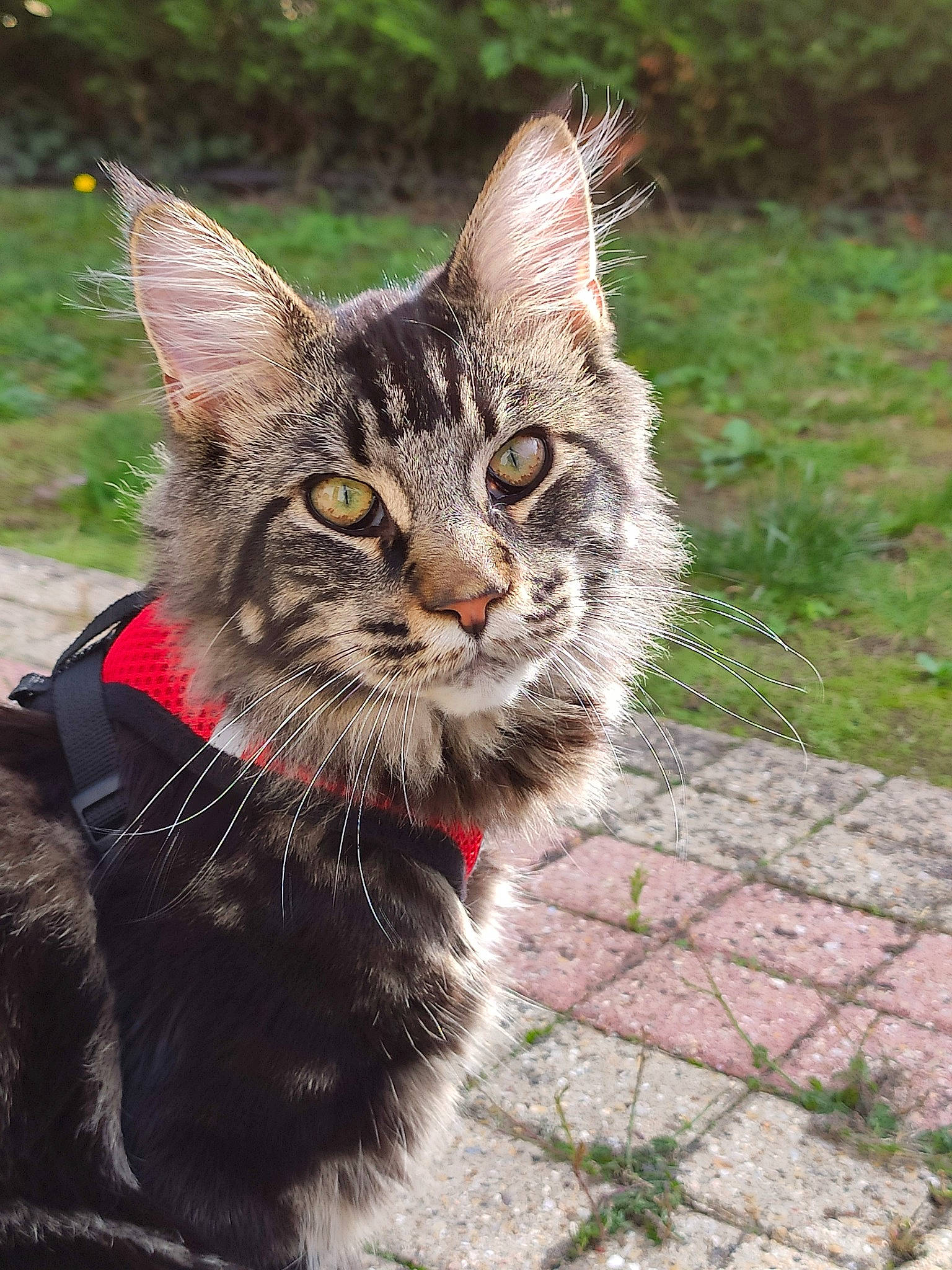 Pepito participe au concours pour gagner de l'argent avec cette photo : asian, asian_semi_longhair, carnivore, cat, domestic_short_haired_cat, dragon_li, european_shorthair, felidae, grass, kitten, maine_coon, mammal, norwegian_forest_cat, small_to_medium_sized_cats, snout, tabby_cat, vertebrate, whiskers, wild_cat, wildlife