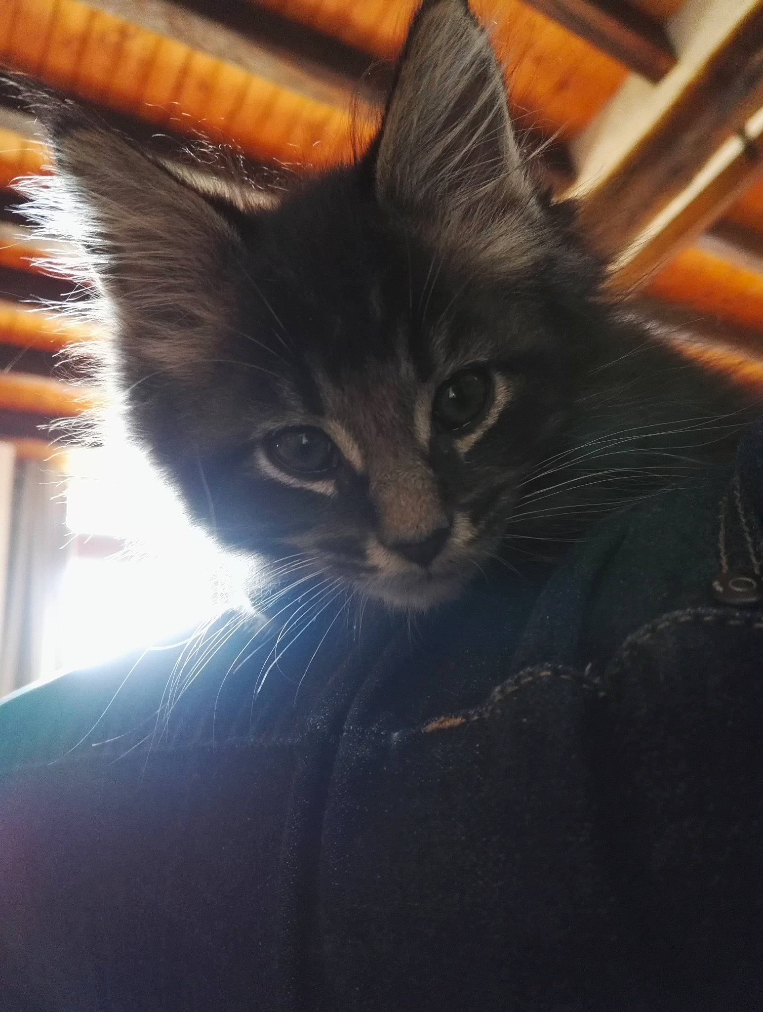 Pepito a rejoint le concours — aidez-le/la à gagner de superbes lots ! asian, black_cat, carnivore, cat, domestic_long_haired_cat, domestic_short_haired_cat, ear, eye, felidae, fur, kitten, maine_coon, norwegian_forest_cat, sky, small_to_medium_sized_cats, snout, tail, whiskers