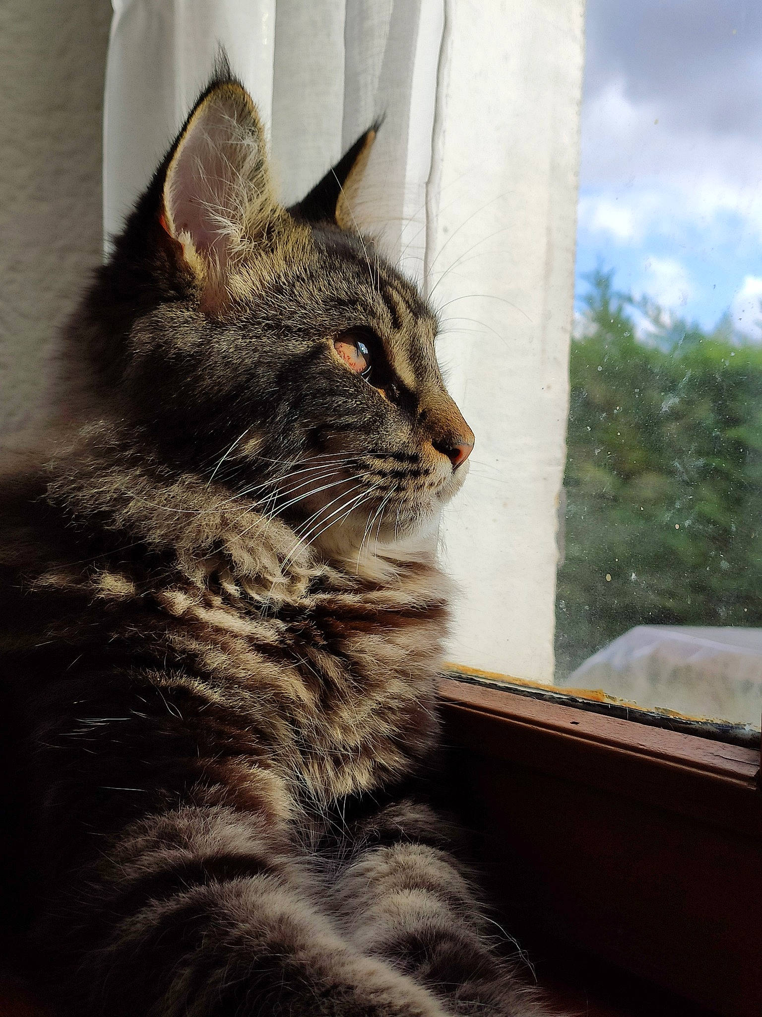 Pepito participe au concours pour gagner de l'argent avec cette photo : aegean_cat, asian, carnivore, cat, domestic_short_haired_cat, dragon_li, european_shorthair, eye, felidae, fur, kitten, maine_coon, mammal, sky, small_to_medium_sized_cats, sunlight, tabby_cat, tree, whiskers, window