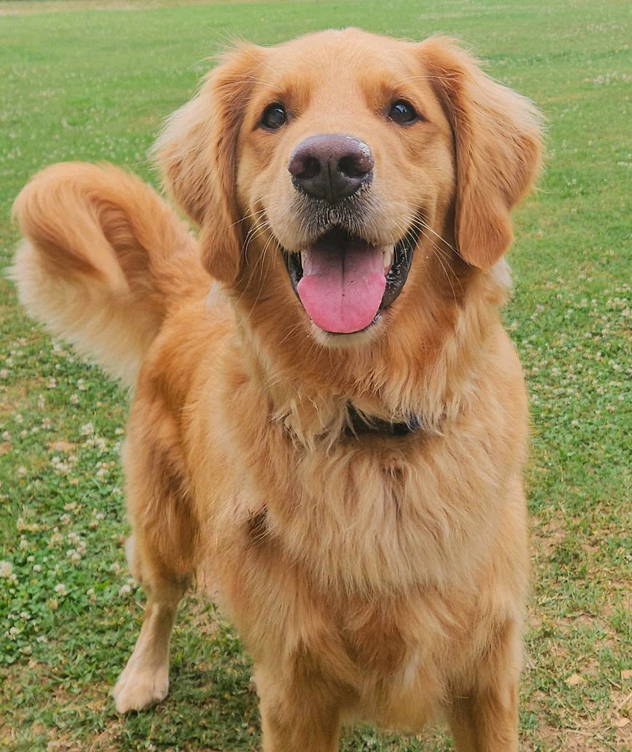 Cheddar is registered to the contest to win money with this photo: dog, golden_retriever, tongue_out, happy, pet, animal, grass, outdoor, canine, fur, tail, ears, friendly, playful, mammal, cute, companion, nature, summer, smiling